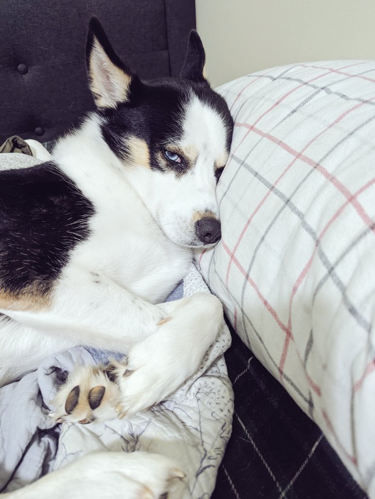 LittleRedTries's tweet photo. Welp it's bed time! Have a great night everyone! Abatu says goodnight too! 💕💕😈
#mmemberville #husky #puppy #pompsky #foreverpuppy #goodnignt #spoiled #pooped https://t.co/FcUJrmdGV6