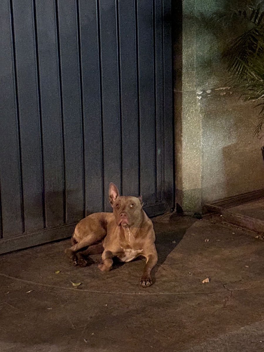 diegotp2000's tweet photo. @CopacHipodromo1 perra perdida sin collar en La Condesa en calle michoacan (entre insurgentes y amsterdam), entre la naval y Specia (frente al seven) https://t.co/XjPjMrKaBC