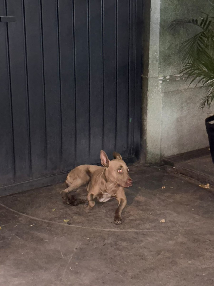 diegotp2000's tweet photo. @CopacHipodromo1 perra perdida sin collar en La Condesa en calle michoacan (entre insurgentes y amsterdam), entre la naval y Specia (frente al seven) https://t.co/XjPjMrKaBC