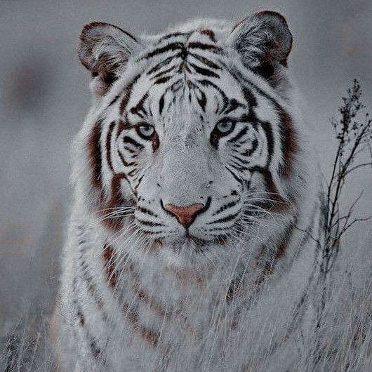 sebsbuzz's tweet photo. #12 a maldição do tigre 
    ╰★ ★ ★ ☆ ☆ ☆̸ 

【Se os tigres têm alma, e acredito que tenham, imagino que a dele seja triste e solitária.】 https://t.co/EIIkagXwNz