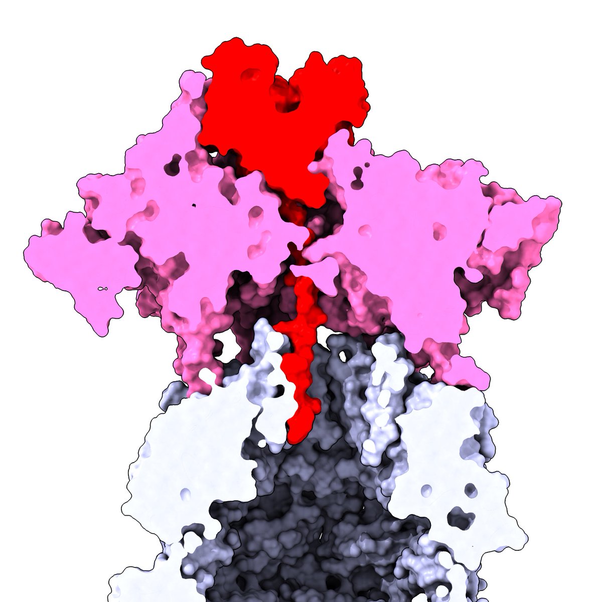 Two exciting postdoc positions in my lab for a microbiologist and cell biologist to study the structure-function of ATP-dependent AAA machines! Ideal for candidates seeking an academic career. bit.ly/3JWkW7z  
For more information, visit: sites.wustl.edu/ghanbarpour/