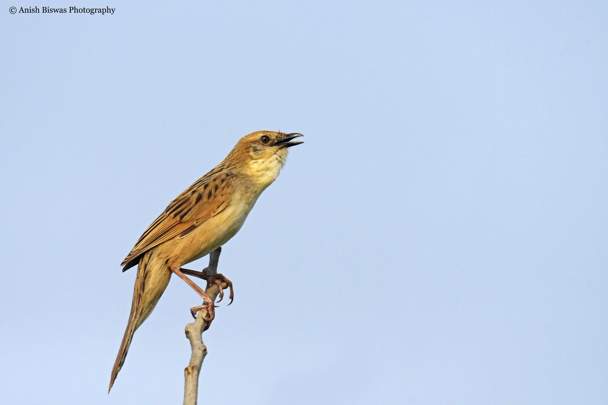 ~ Blue Skies & The Call Of The Urban Wild ~
.
.
.
~ Bristled Grassbird ~ IUCN Status: Vulnerable ~
.
.
.
.
~ Nikon D7500 With Tamron SP - 150 - 600 mm Di VC USD G2 f/5 - 6.3 ~
.
.
.
.
.
.
.
.
.
.
.
.
.
.
@nikonindiaofficial 
@tamronindia 
@NatGeoPhotos