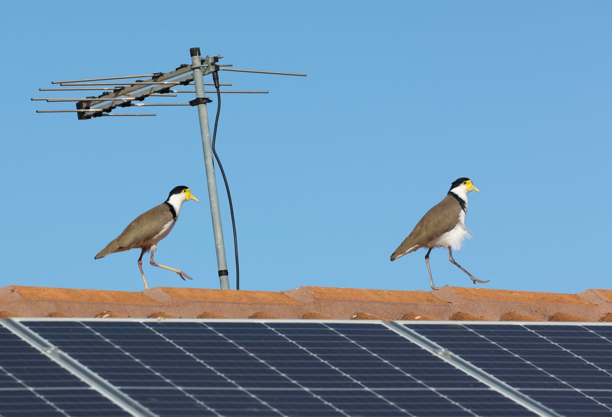 There are masked lapwings on my neighbour's roof right now, struttin' their stuff.