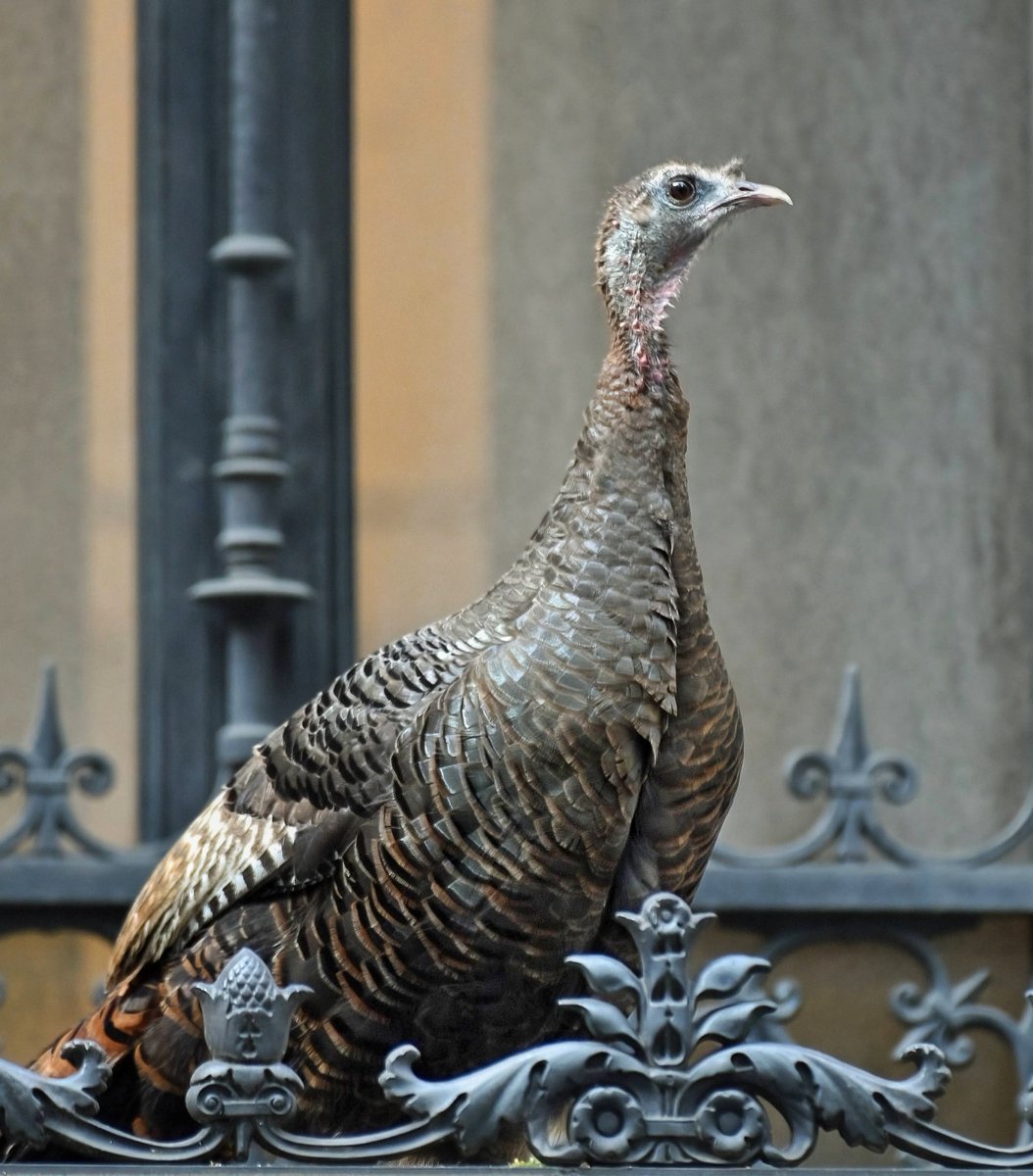 Midtown's Wild Turkey showed off her fine plumage while visiting the awning of Saks Fifth Avenue this afternoon. 🦃