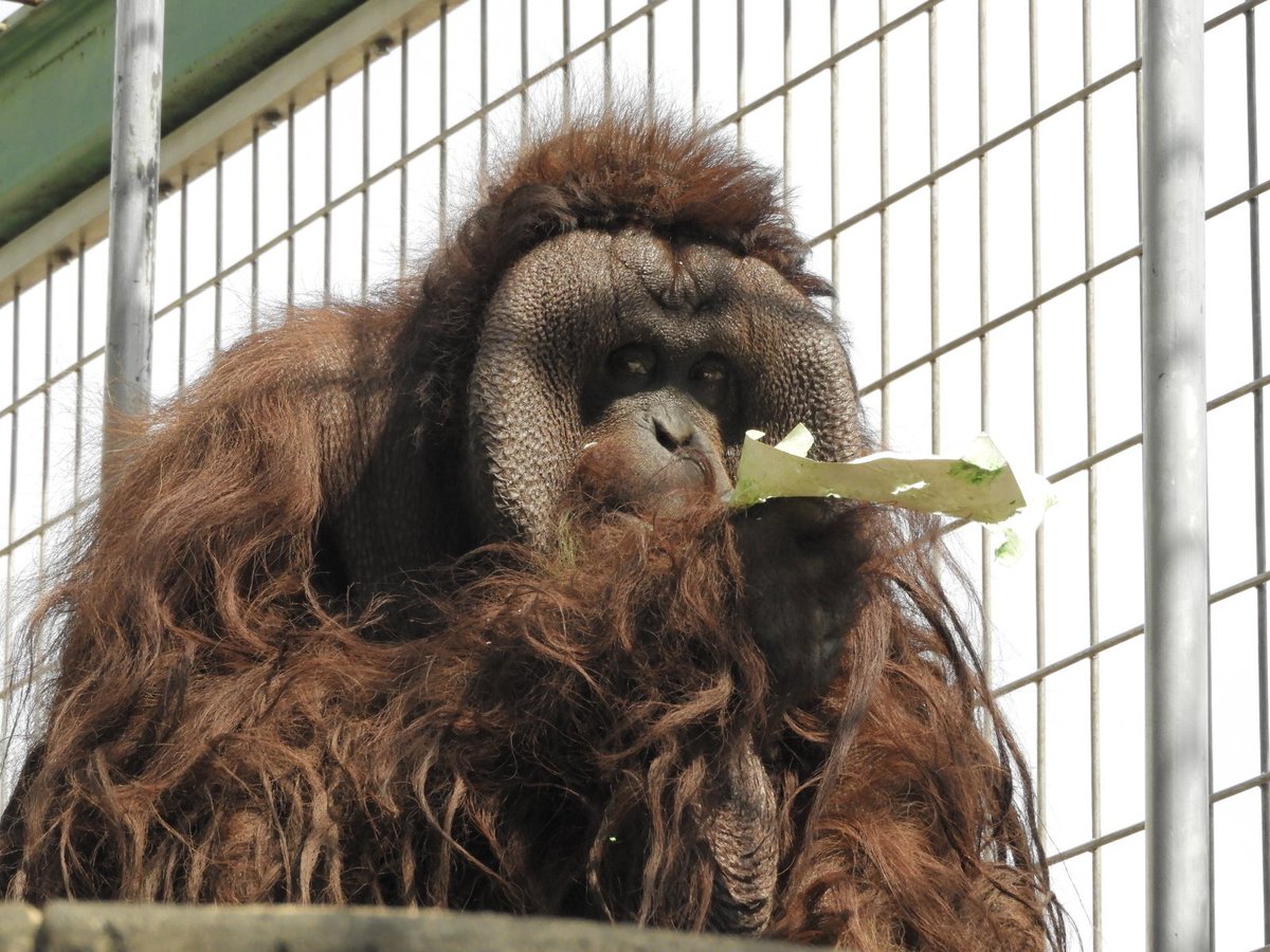 4月の動物園ニュース（city.kushiro.lg.jp/zoo/zoonews/10…）でお知らせしたとおり、#ボルネオオランウータン の #弟路郎 の展示は本日5月9日（木）までとなります。寂しくなりますが元気でね。
#釧路市動物園　#現場からお伝えしました