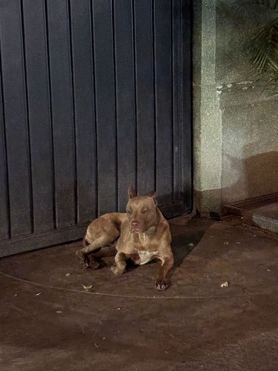 diegotp2000's tweet photo. @seg_condesa perra perdida sin collar en La Condesa en calle michoacan (entre insurgentes y amsterdam), entre la naval y Specia (frente al seven) https://t.co/LR4kzq5XfZ
