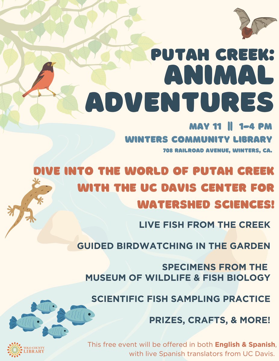 📍Join us May 11, 1-4pm @ Winters Community Library! Encounter live fish from #PutahCreek, go bird watching in the garden, engage with specimens from @MWFB, & unleash your inner biologist! Don’t miss out on this bilingual, fun-for-the-whole-family event! watershed.ucdavis.edu/news/putah-cre…
