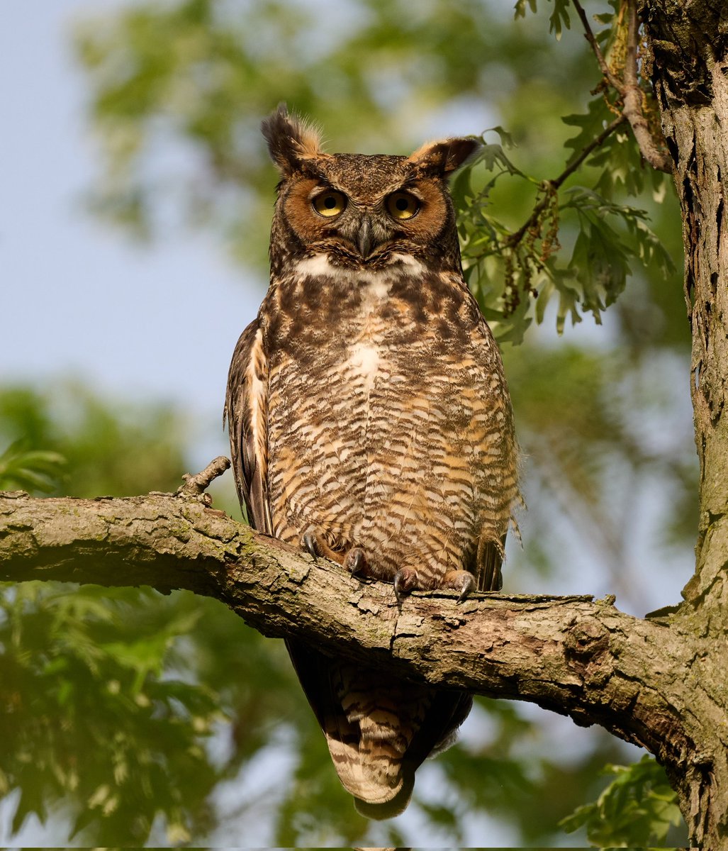 There's something about owls and oaks. We've been lucky to find two families, each with two owlets at two different locations this year - one is a park, one in the forest preserve. This is Mama Park Owl. 🦉 #Owls #NaturePhotography