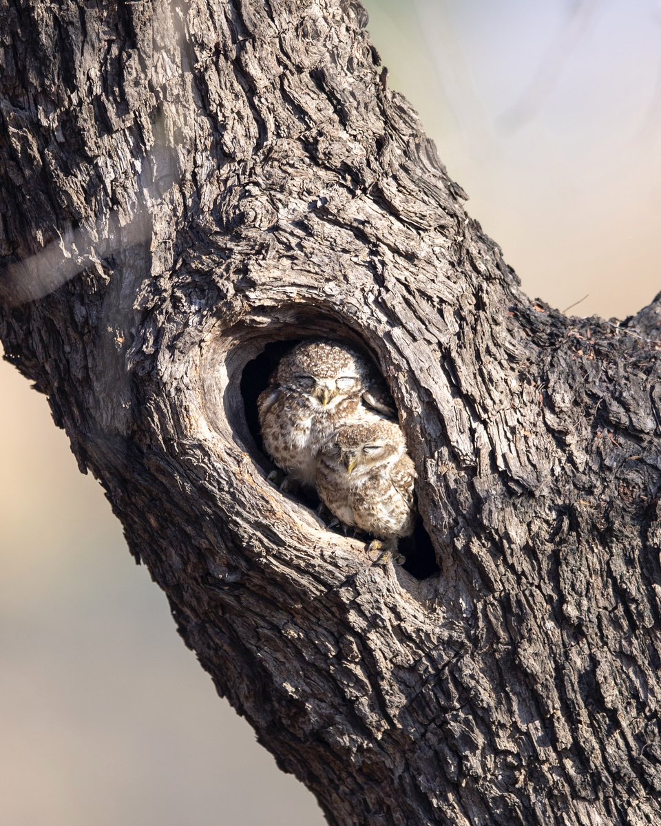 NatureattheBest's tweet image. Spotted Owlets, India #birds_captures #planetbirds #birdfreaks #ThePhotoHour #your_best_birds #birds #birding #birder