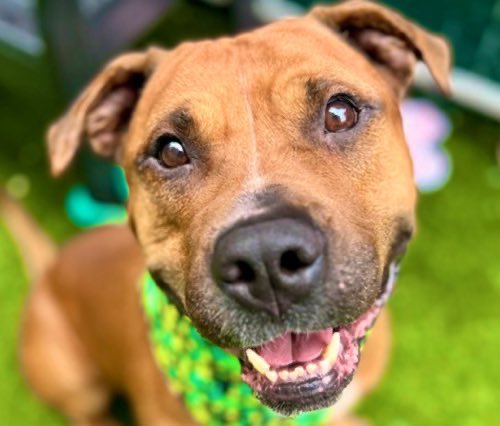 This gorgeous dog needs a hero now! 💔His owner died, BELOVED by staff- loves everything! The last remaining kill command- help him! It’s your chance to SAVE A DOG! Be the opposite of #KristiNoem and help a struggling pup. #KristiNoemIsAMonster #NYC