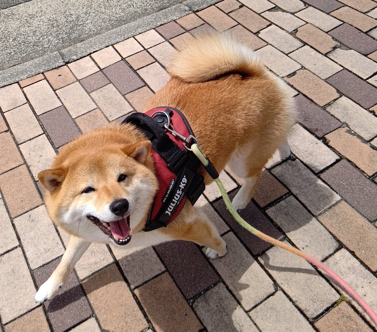 benibaraxxx's tweet photo. 楽しいね！をまっすぐ伝えてくれるいっぬ https://t.co/wNTyrZCIMP