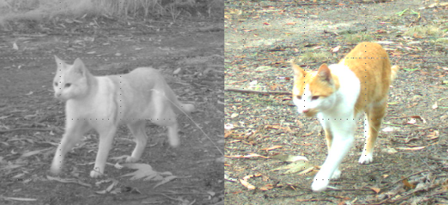 Same camera, same #feralcat , different time of day. Lighting differences can make individual ID challenging, not just with black cats. We're having 'fun' identifying individual cats from #cameratrap images.