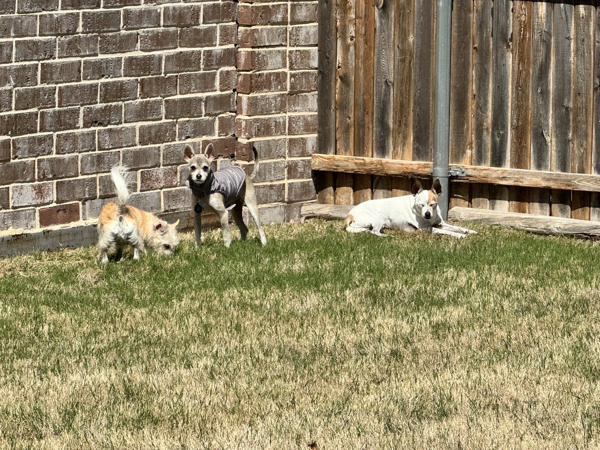 For my birthday, a picture of my three lovely doggos - Lyle, Lola, and Lupita