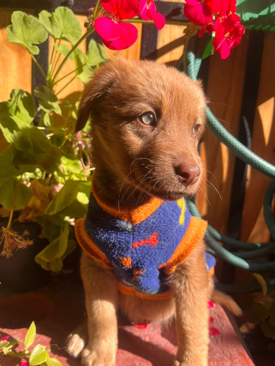 sol_palacios_m's tweet photo. En adopción urgente💜🐾🏡
Tienen 3 meses,viven en una cancha donde pasan frío y hambre. Corren peligro en la calle, los entro a su casa por unos días.
Se entregan solo a personas responsables y que llenen formulario de pre-adopción al WhatsApp ☎️+56953554748
San bernardo, Stgo. https://t.co/Q2MeGpXbsi