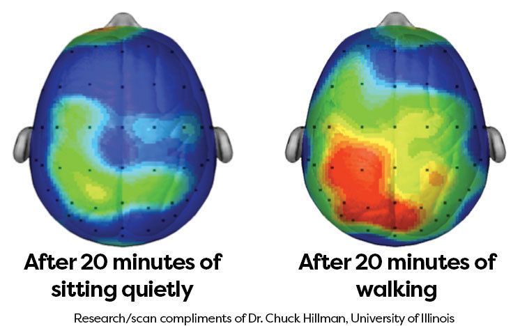 Researchers provided evidence that walking supports cognitive performance and may be necessary for effective functioning across the lifespan This is fascinating... Go for walks, it’s a simple, free unlock for life Credit: S. Bloom #science #techforgood #wellbeing #digital