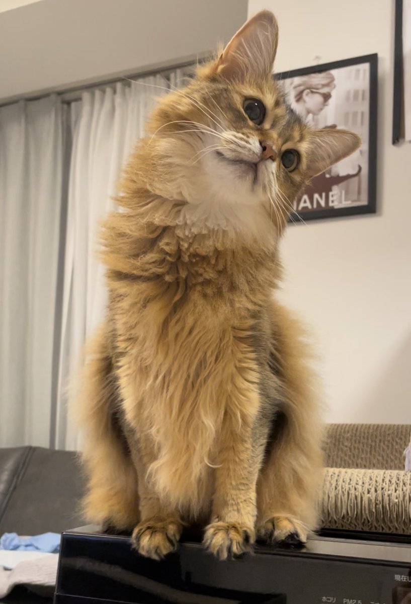 sudahotate's tweet image. 猫が首をかしげるのは「理解したい」と思っている証拠らしい。

ほっちゃん、私が手に持つ小顔ローラーグッズを理解したいみたい。愛らしい。