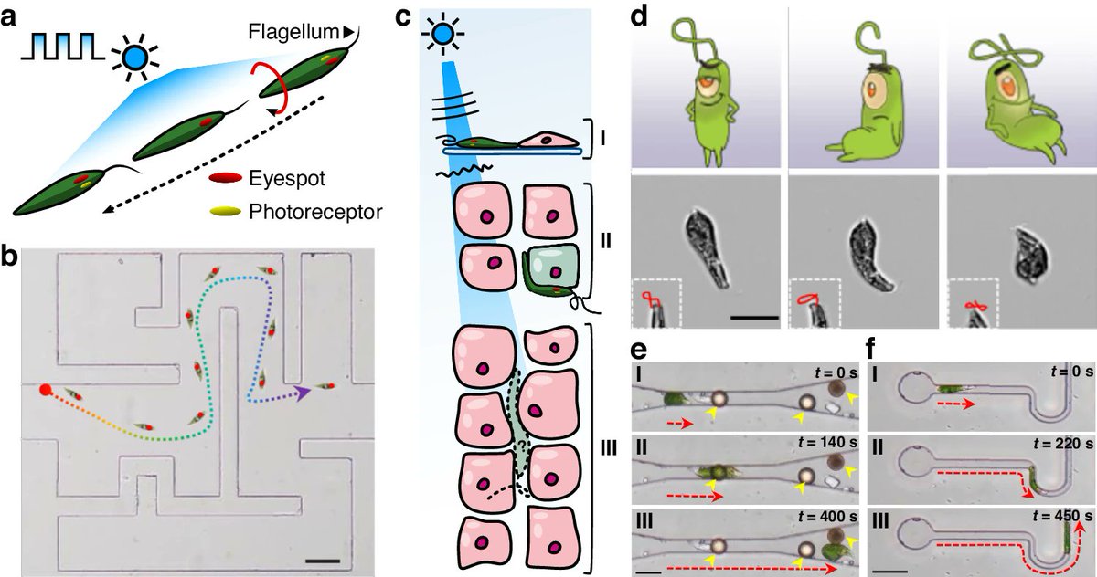 #LSA_Highlight: [News & Views] Light-deformable microrobots shape up for the biological obstacle course. @univofstandrews #Biophotonics #Optical_manipulation_and_tweezers nature.com/articles/s4137…