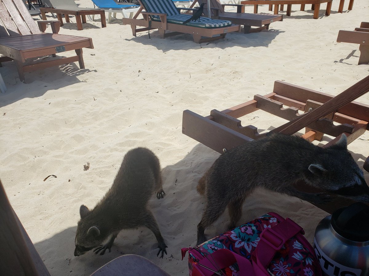 Mexican raccoons do exist. This was in Cozumel. @corbydavidson @oldwaver @GeorgeDunham