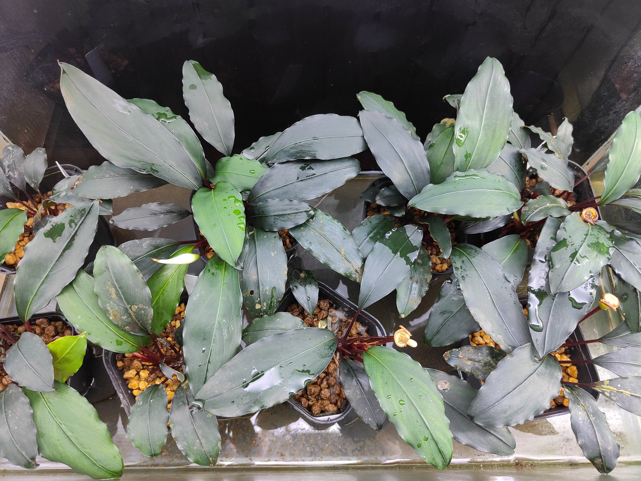 Bucephalandra cf. Motleyana Serian