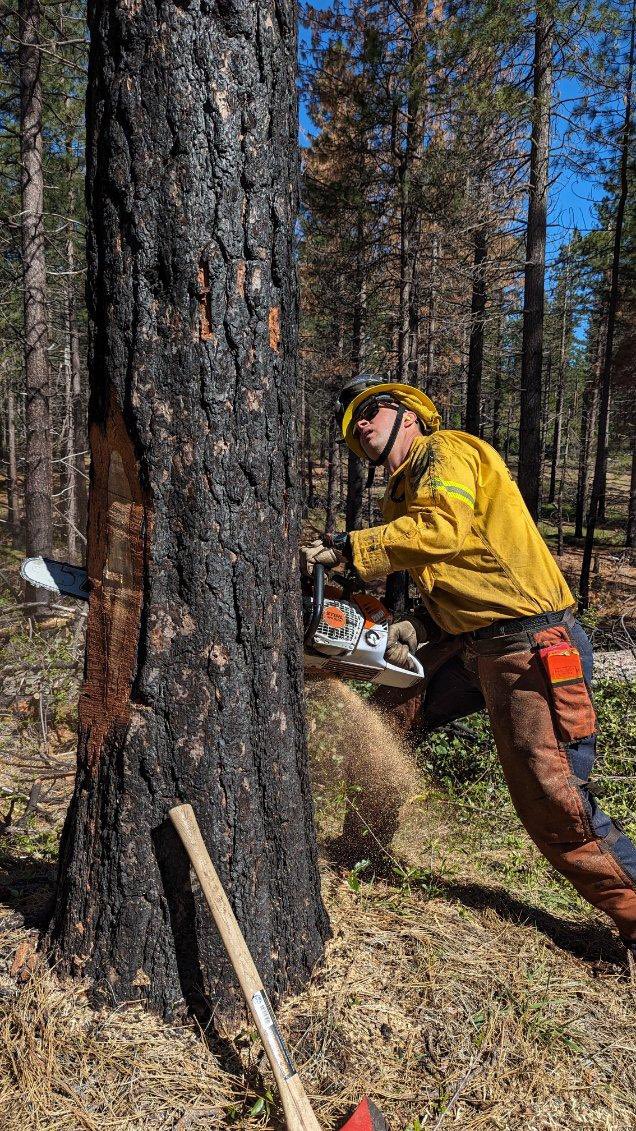 CALFIRE NEU has finished its second C-212 training of the season. This training focused on chainsaw and hazard tree removal operations and prepares firefighters for the upcoming fire season.
