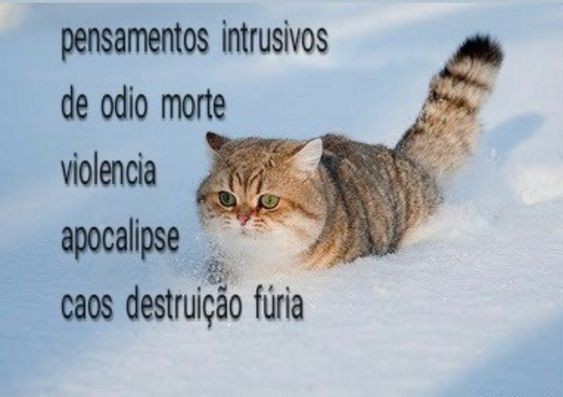 perfil dedicado a gatinhos e peitos (@odeiootaco) on Twitter photo 2024-05-09 03:16:18