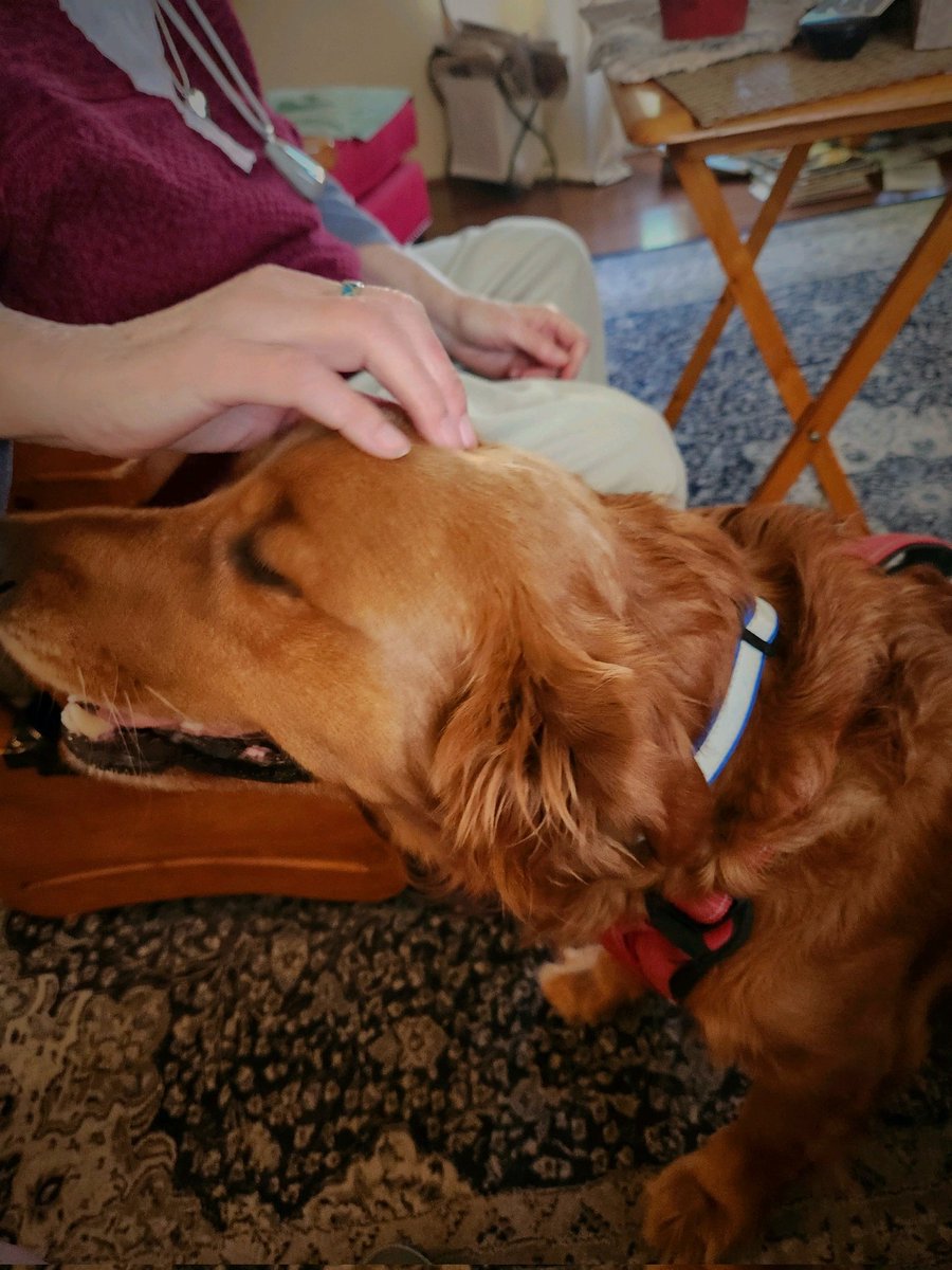 A visit with Grammie... very special moment. #dogsoftwitter #goldenretriever