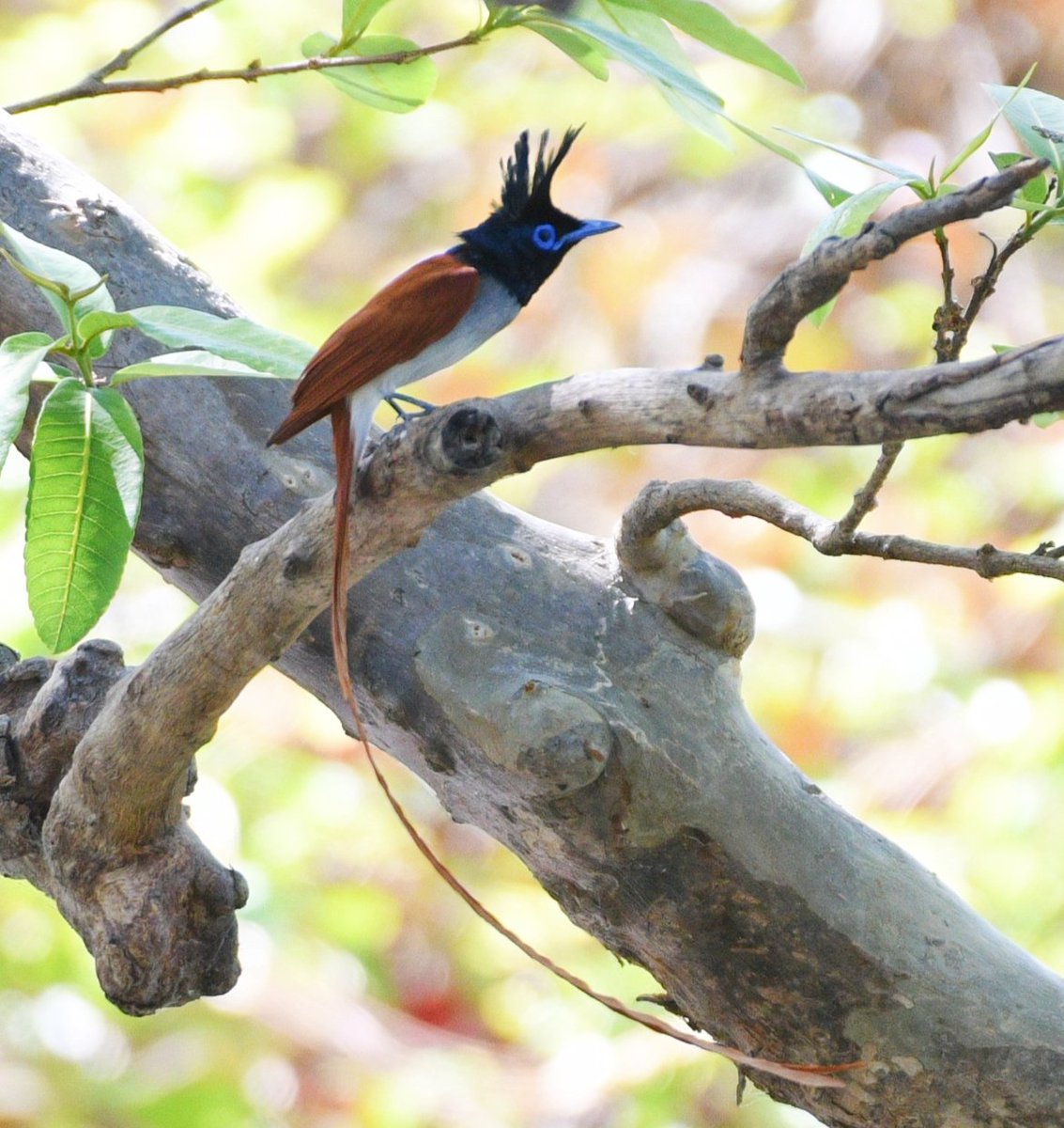 The beauty of State Bird MP 🤩PF#birdphotography #birdwatching #BirdsUp #BirdsOfTwitter #BBCWildlifePOTD  #NaturePhotography #natgeoindia #IndiAves #BirdsSeenIn2024 #ThePhotoHour #TwitterNatureCommunity #nikonphotography