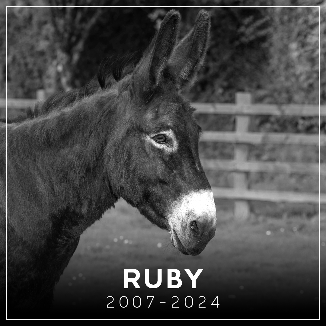 It's with a heavy heart that we share the sad news that much-loved adoption donkey Ruby has passed away at the age of 17. 🌹

An affectionate donkey whose inquisitive character brought joy to all who knew her, Ruby will be deeply missed ➡️ bray.news/3ybgM9n