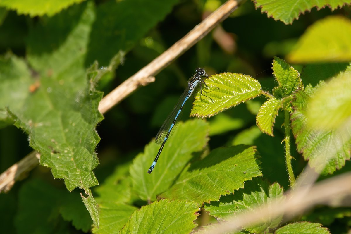 Some of the many Variable Damselflies seen at Stodmarsh, 07-05-24