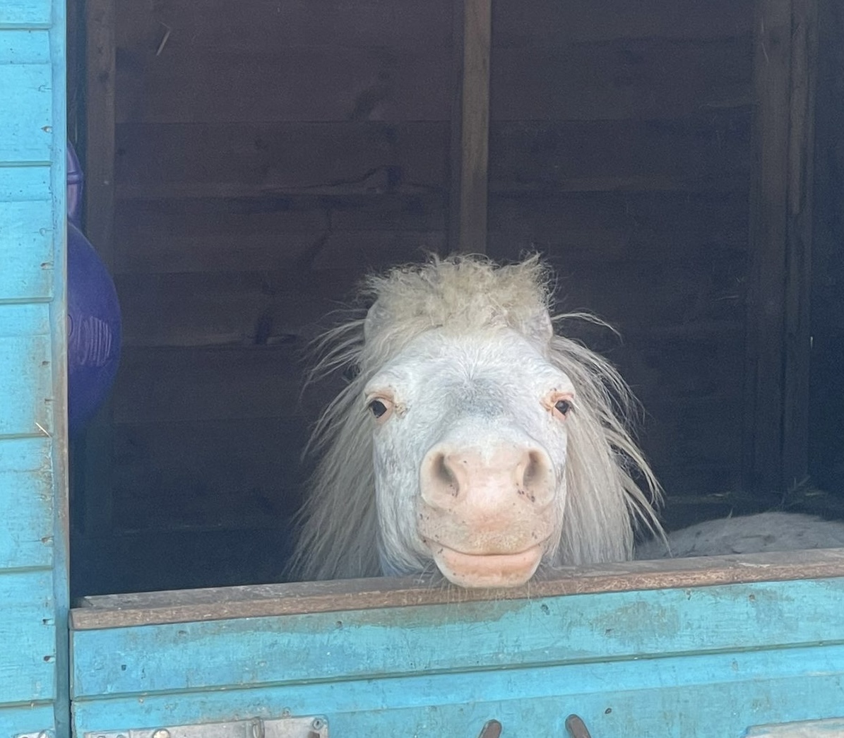 PSA: We only have five places left for our upcoming Pony Morning happening on 19th May! Find out all about this wonderful, hands-on experience for pony-fans age-6 and above via the link below: hopefield.org.uk/book-tickets/ #ponies #rescueanimal #animalcharity