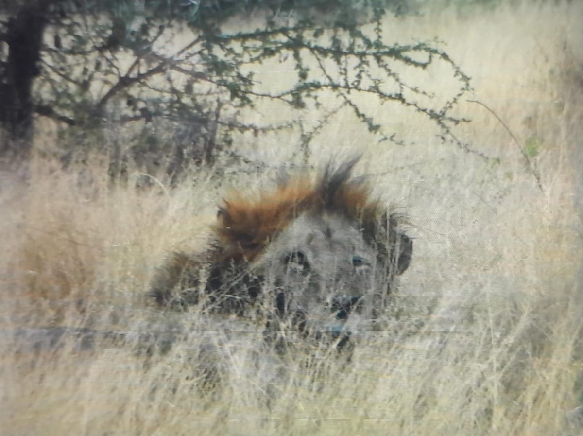 8:40am
2 Lion stationary
S39, 17.5km N of S127, lying flat under a tree.
Near Satara
2/5
Tinged by Henri and Rudi