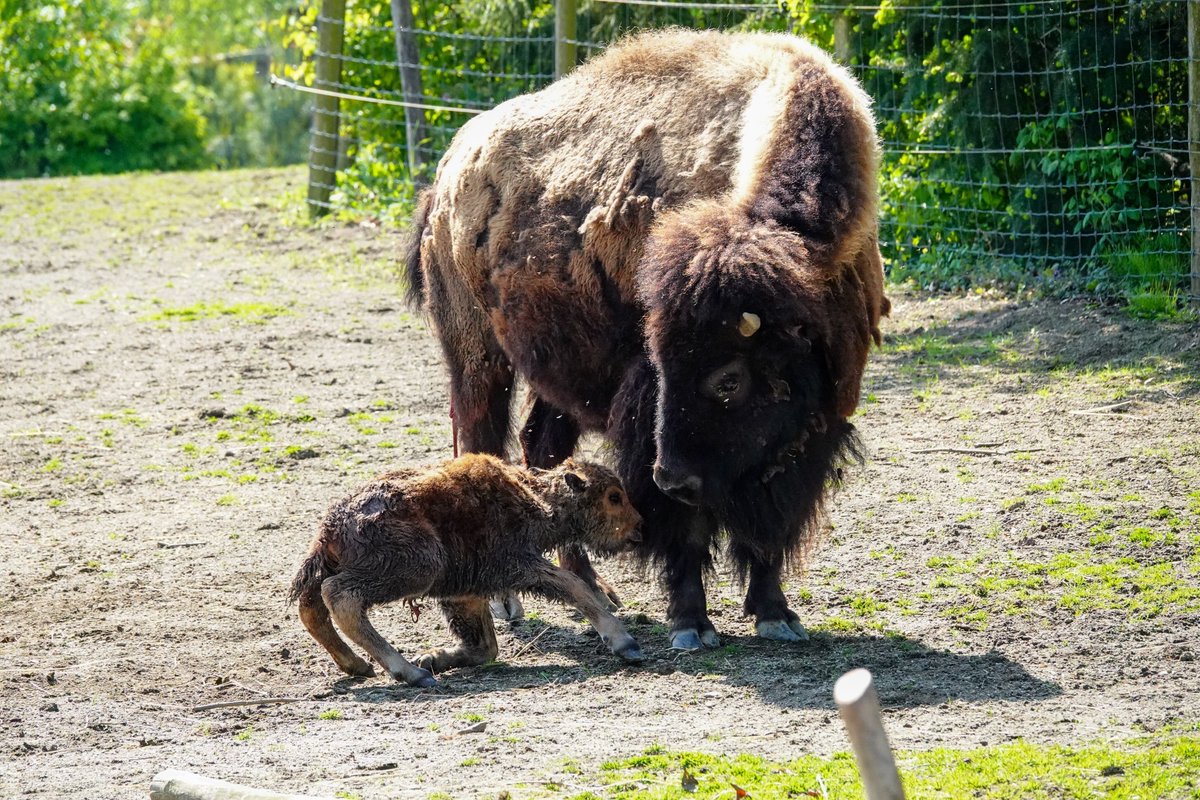 Voor het oog van het publiek is er vorige week een bizonvrouwtje geboren. Blijdorp-fan Inge maakte deze foto’s vlak na de bevalling. Begin deze week werd de kudde uitgebreid met nog een kalf; een mannetje. Wanneer kom jij op kraamvisite?