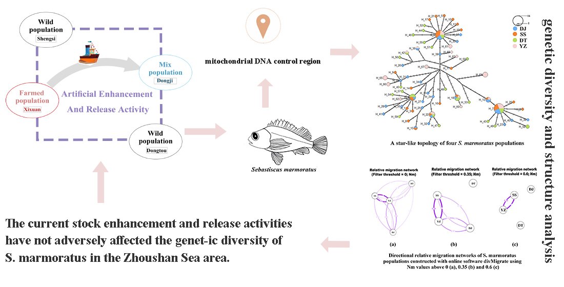 🐟 #New Paper in 2024 ✍️ 'Does the Artificial Enhancement and Release Activity Affect the Genetic Diversity of Marbled Rockfish Sebastiscus marmoratus in Zhoushan Waters?' by Yingying Ye et al. 👉mdpi.com/2410-3888/9/5/… 📌#genetic_diversity