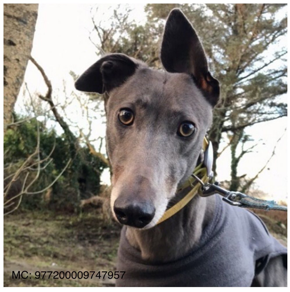 Introducing Nala 3 yo #Greyhound 

She has no idea how exquisite she is-adores human company all day

Nala is a gentle girl on lead,happy to stretch out on a sofa after her walk, despises cats 🐕💕🐾

Find out more: madra.ie/dog-profiles/

#AdoptDontShop #RescueGreyhound #Galway