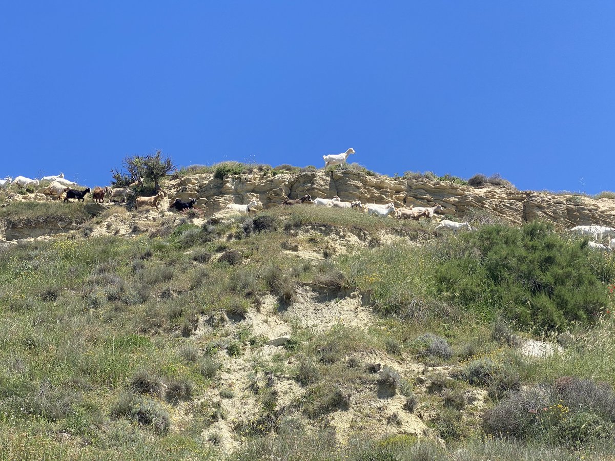 BillSellars2's tweet image. #Gallipoli #Çanakkale #CapeHelles Then and now, sort of. Tekke Burnu, the western end of W Beach at Cape Helles, in 1916 after the evacuation and today, reoccupied by the locals.