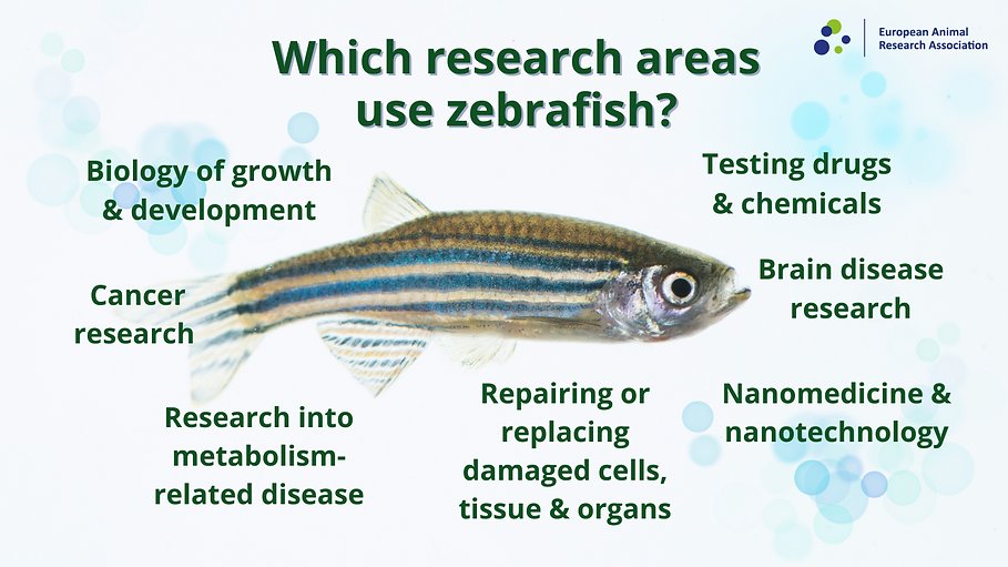 🐟Do jakich badań wykorzystywane są rybki danio - garść informacji na stronie @EARA
👉 eara.eu/zebrafish-and-…

#AnimalResearch #zebrafish #EARA