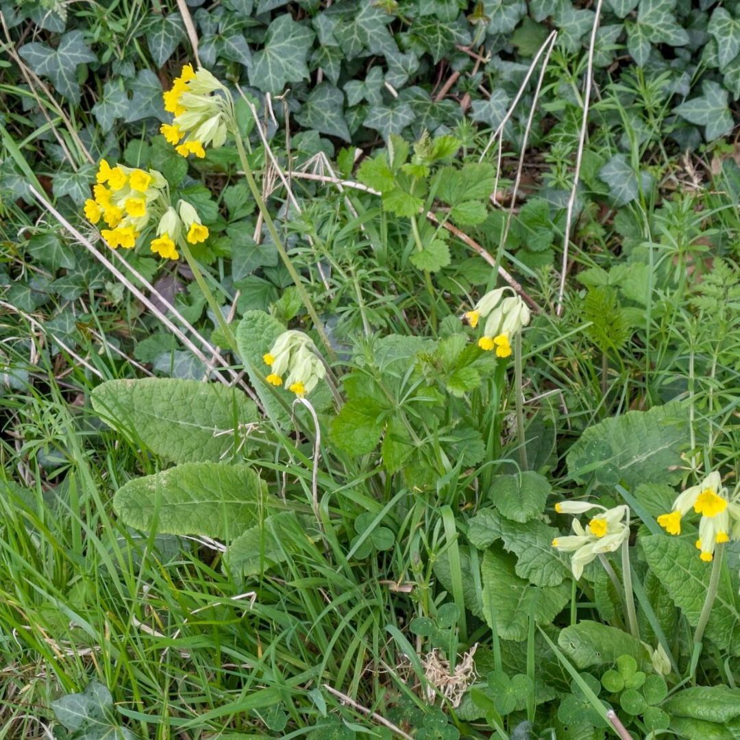 Cowslips are a typical species which used to be abundant in calcareous pastures throughout Ireland. When fields are reseeded these species are lost but can 'hang on' in field margins and hedge banks as with these flowers that we spotted while gapping up hedges on Declan's farm.