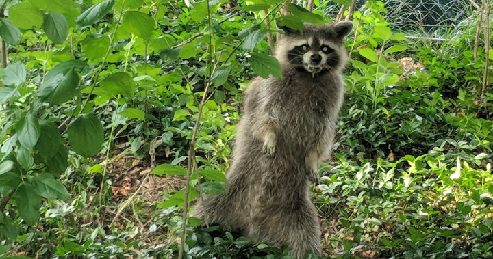 A ‘zombie’ virus is raging among raccoons. What to know dlvr.it/T6dKqF