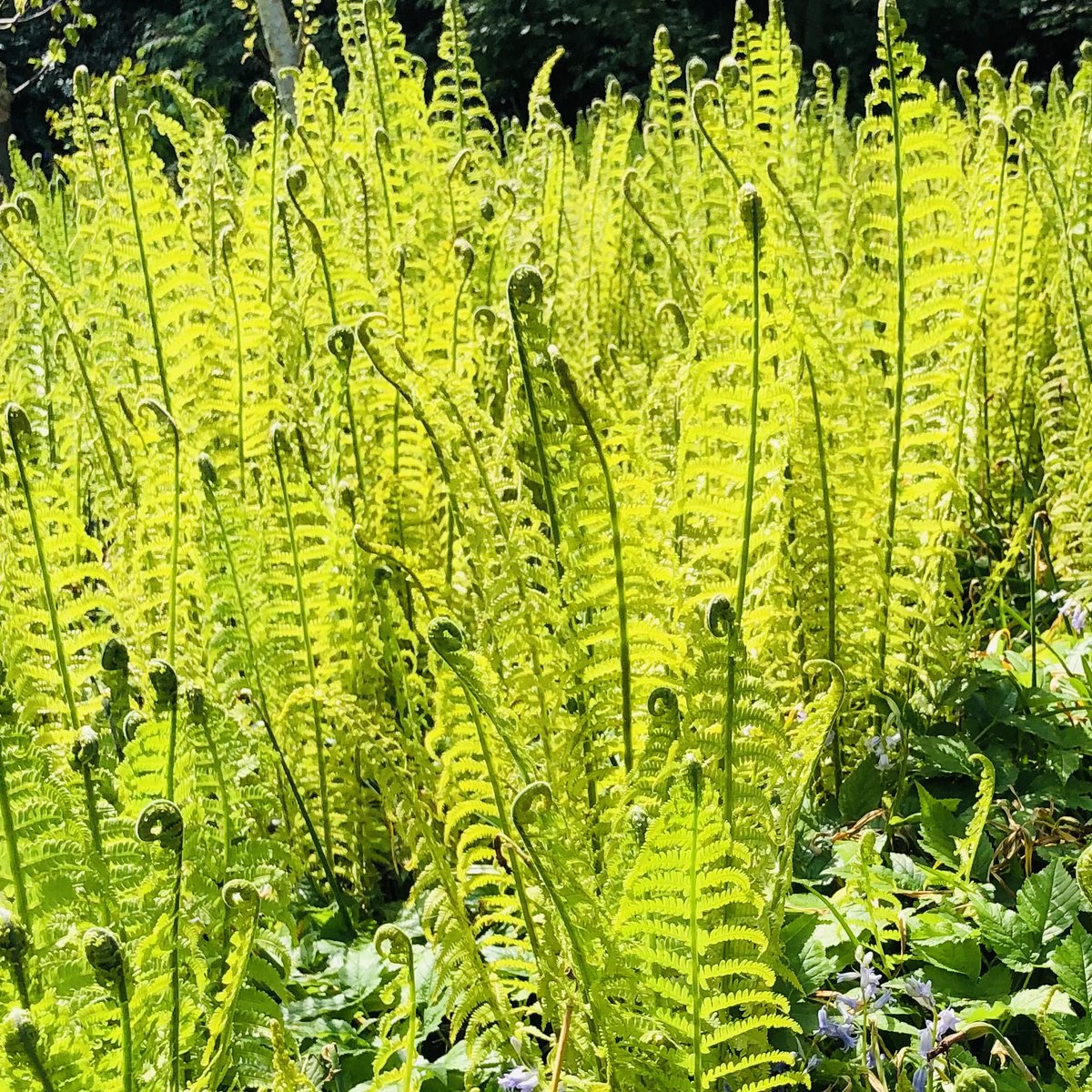 Ferns soaking up the sun ⁦@Dorothyclive⁩ 💚💚