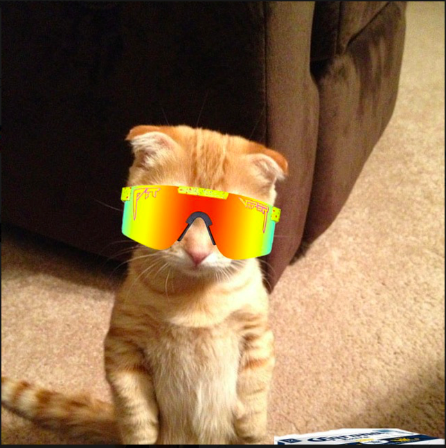 PiperCyber66's tweet photo. @JakeGagain Kuki the chad cat still vibin.

https://t.co/6uy0ieUdHK https://t.co/24KreWXXSP