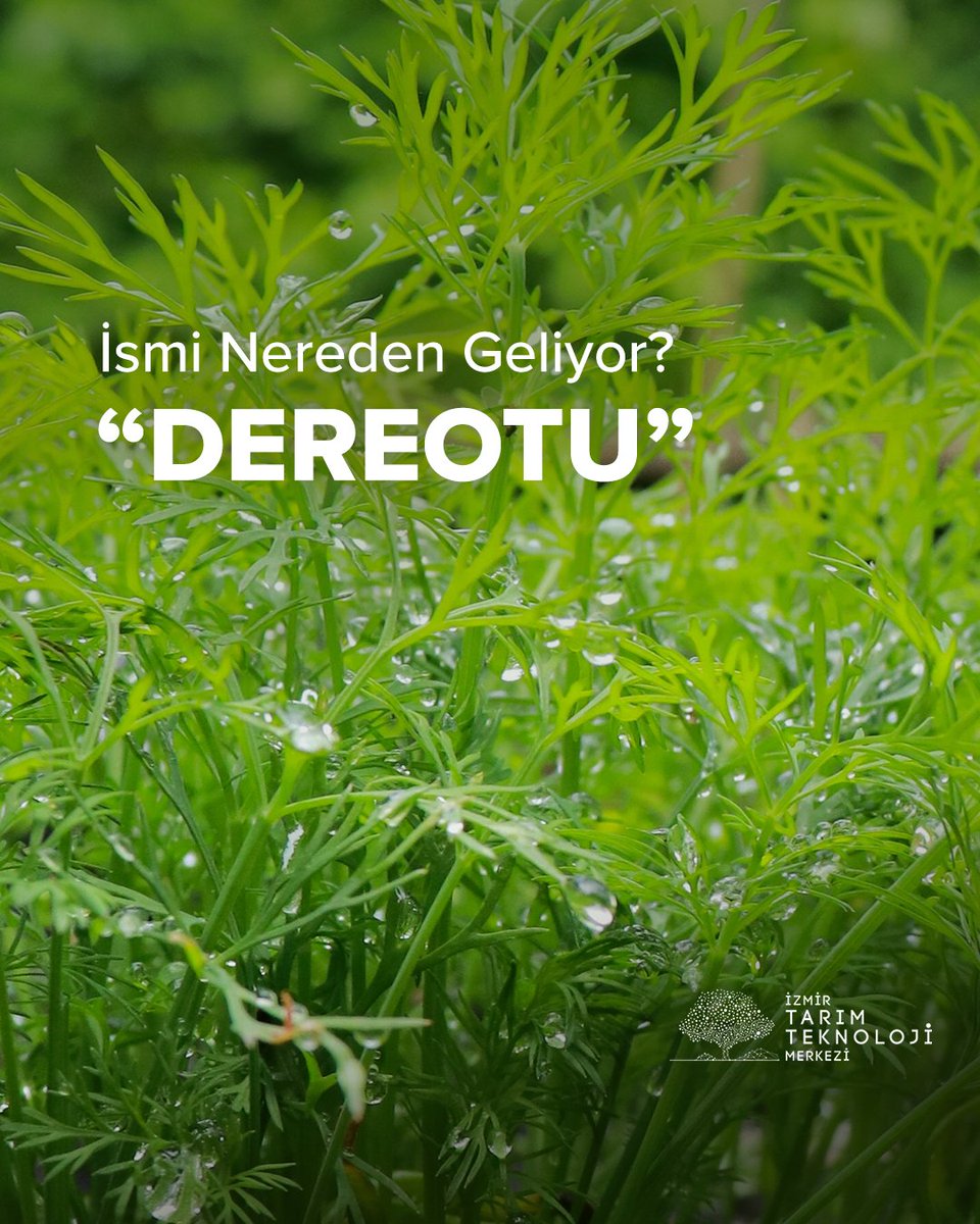 Türkçede yaygın olarak kullanılan ‘dereotu’ adı, Farsça kökenli ‘tare’ kelimesinden gelir ve taze yenen her türlü sebze anlamındadır. #ismineredengeliyor #dereotu #anethumgraveolens #bitki #besin #gıda #beslenme #tarım #agriculture