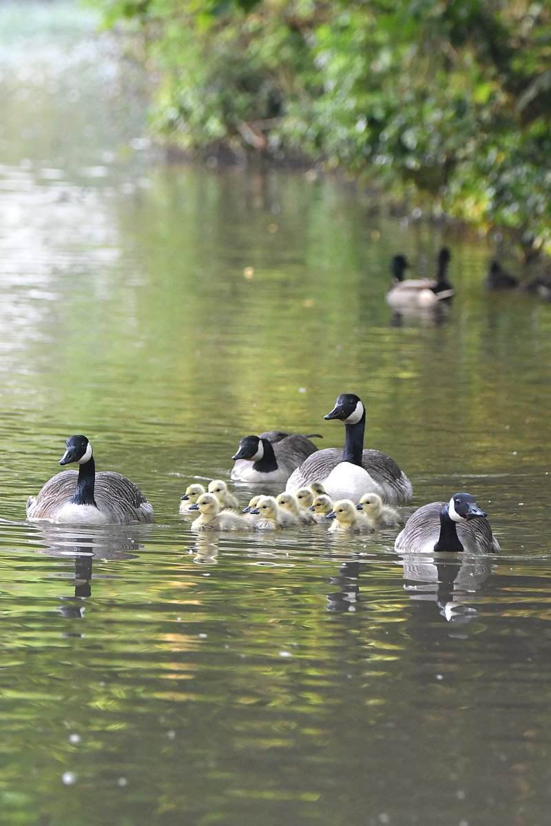 Canada Geese family 
Bude Cornwall 〓〓 
#wildlife #nature #lovebude 
#bude #Cornwall #Kernow #wildlifephotography #birdwatching
#BirdsOfTwitter
#TwitterNatureCommunity
#CanadaGeese