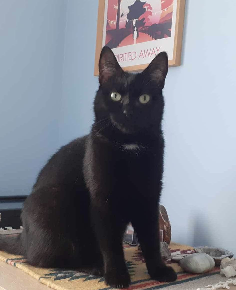 #MissingCats Jessica from her home in #Aylesbury. Black with a white bib/chest, microchipped & neutered. Last seen in Clinton Crescent/Walton Way access rd. Very shy & outdoors scary for her. 🙏 check garages & sheds if you live in the area. Thank you. #CatsOfTwitter #CatsOfX
