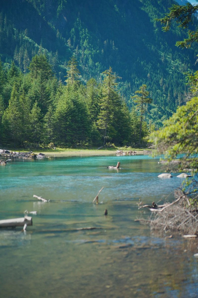 011Flopy's tweet image. In nature, nothing is perfect and everything is perfect. Trees can be bent in strange ways, and they are still beautiful.