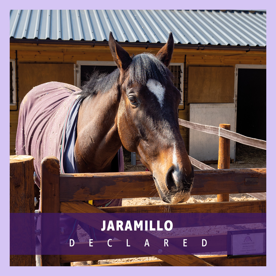 Jaramillo has been declared to run at Huntingdon today in the 1.50 handicap hurdle. Ben Bromley will be onboard for trainer Warren Greatrex. Best of luck! 🤞💜 #OwnersGroup #Jaramillo