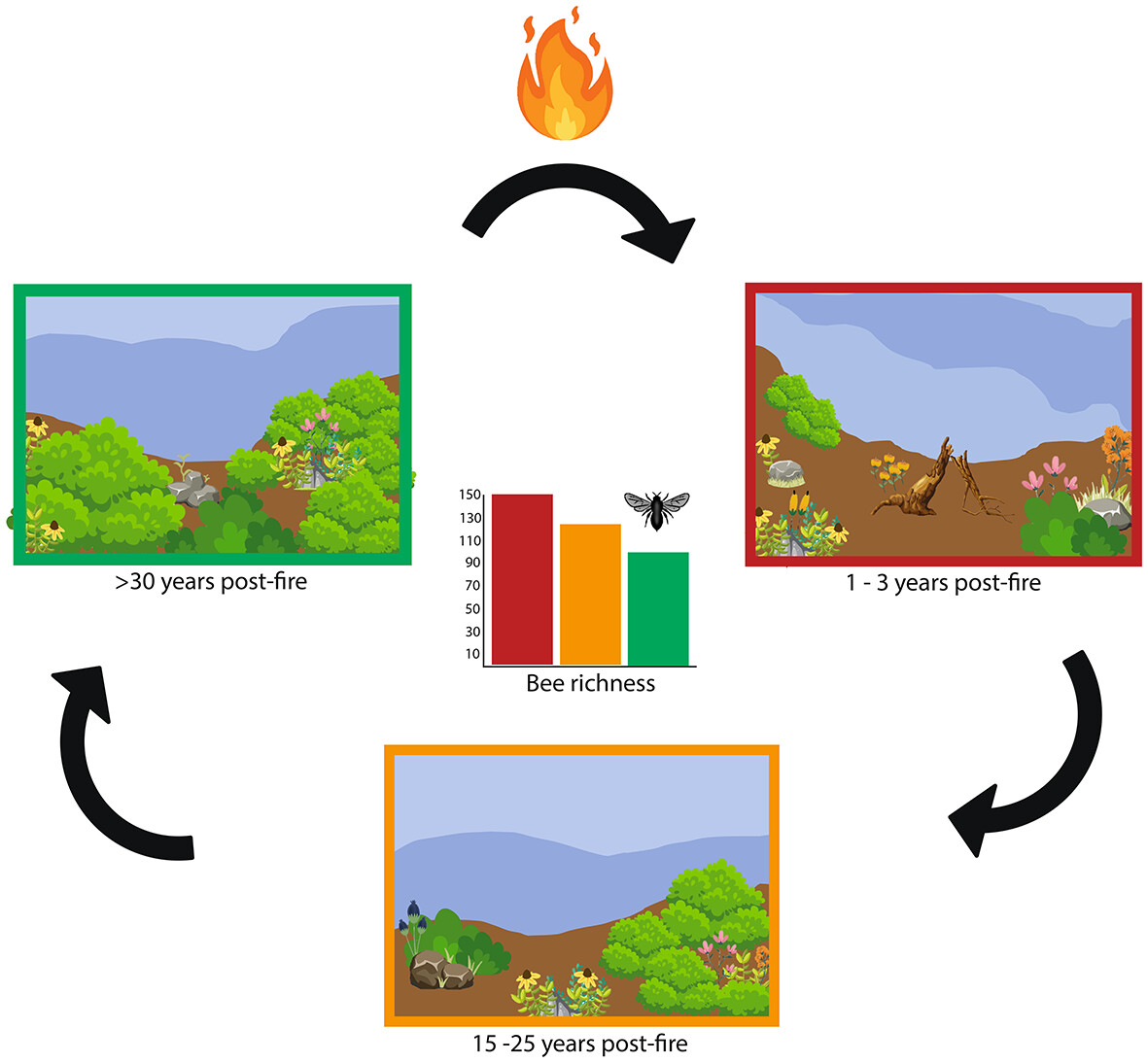 Fire favours the native #bee community in a semi-arid ecosystem: doi.org/10.1111/een.13… #Biodiversity #MediterraneanEcosystem Photo: A recently-burned field site in the study (credit: Alejandra Castañeda)