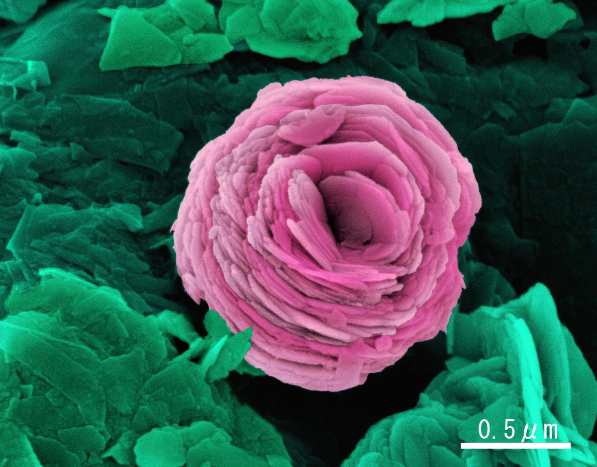 Happy Mother's Day ! 🌷 (The second Sunday of May) #ElectronMicroscope #electronmicroscopy #MothersDay “Micro-carnation” For the image details, visit hitachi-hightech.com/global/science… This work was presented at the 'photo contest' hosted by the Japanese Society of Microscopy.