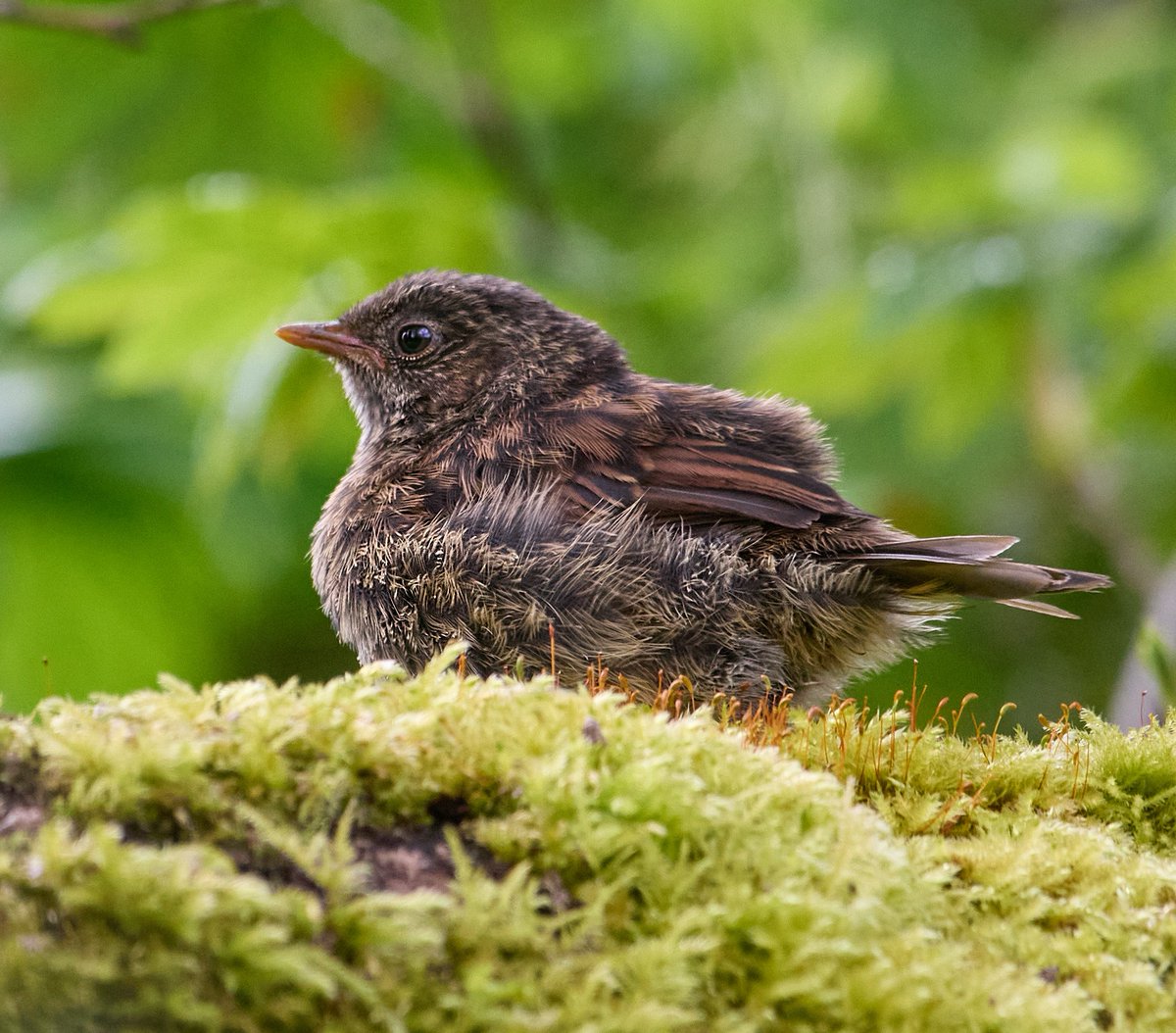 Dunnock fledgling.