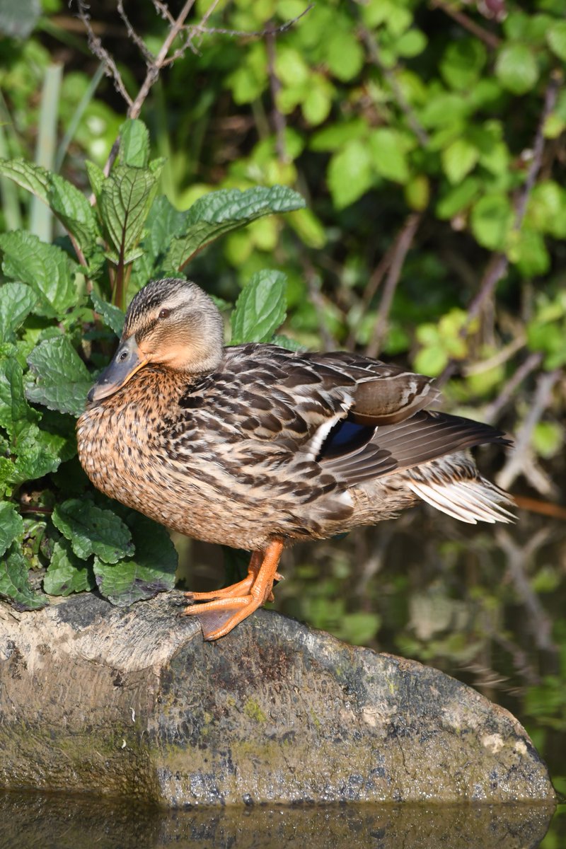 Mallard duck Bude Cornwall 〓〓 #wildlife #nature #lovebude #bude #Cornwall #Kernow #wildlifephotography #birdwatching #BirdsOfTwitter #TwitterNatureCommunity #Mallard #Duck