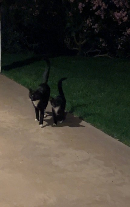 We&rsquo;ve taken in 3 cats out here now. BBK has two brothers outside that are NOT fixed and one of them showed<a href="/tag/armpits"class="tags"><span>#armpits</span></a>